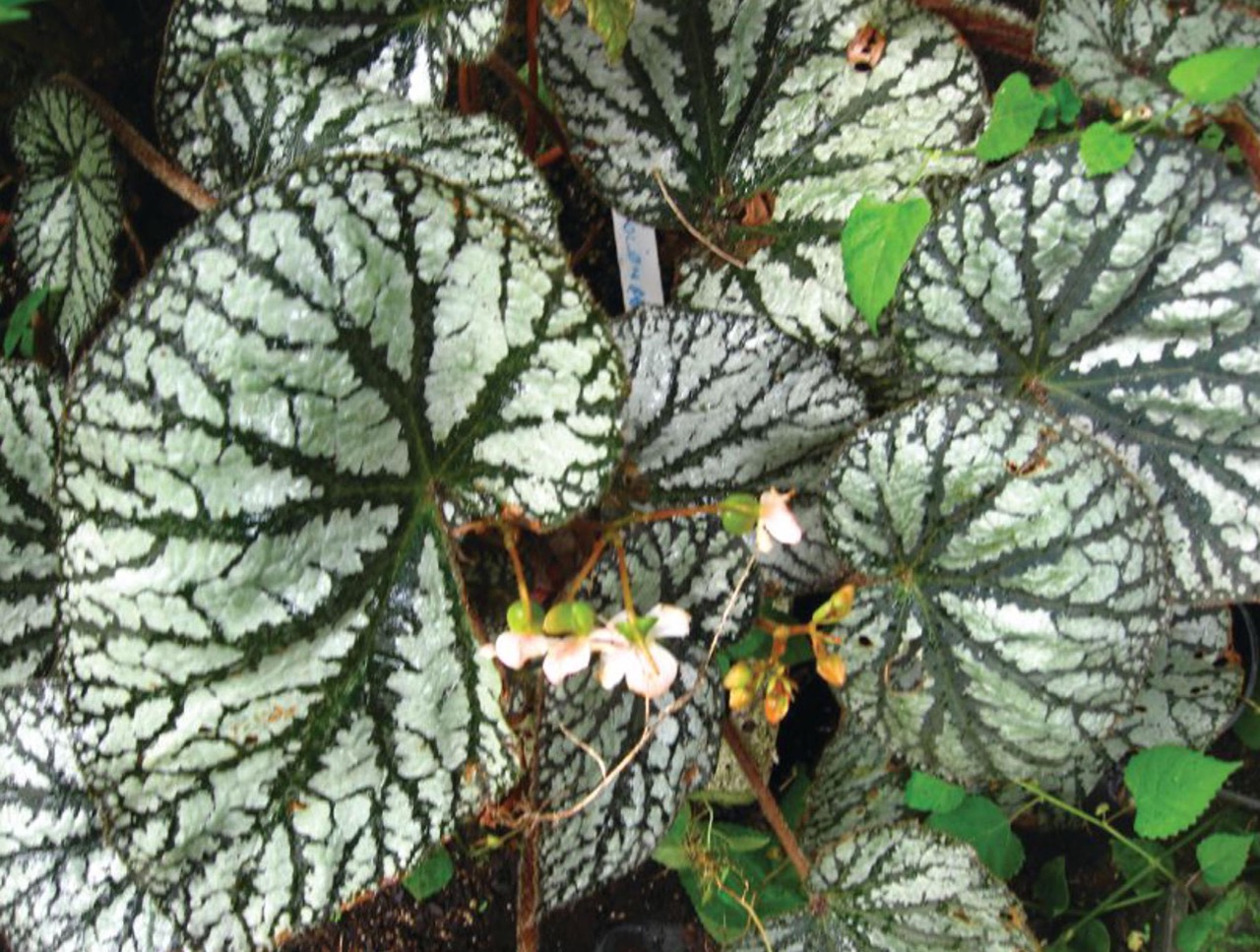 B. ‘Polonaise’